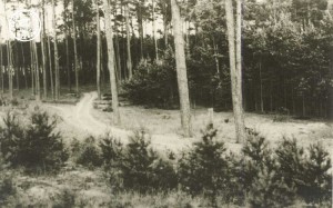 Wald der Alttomischler Forste Foto-Enderich