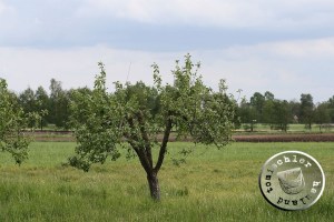 Landschaft bei Nowa Boruja - Bild EA